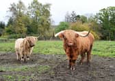 Wee ones may even get a chance to meet Muiravonside residents Kyla and Haggis during the nature event  (Picture: Submitted)