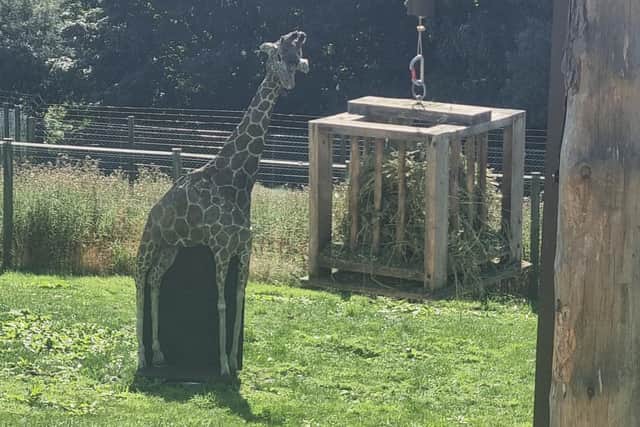 Abigail is now at Edinburgh Zoo in a bid to encourage the five male giraffes into a part of their enclosure they have not yet explored.