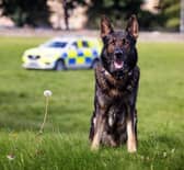 Police Dog Oz has retired from the force  (Picture; Submitted)
