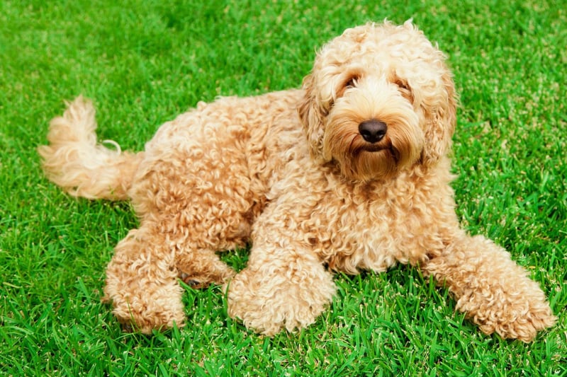 Labradoodles are very clever dogs - thanks to the Poodle being the world's second brainiest pooch (after the Border Collie), with the Labrador Retriever ranked 7th.