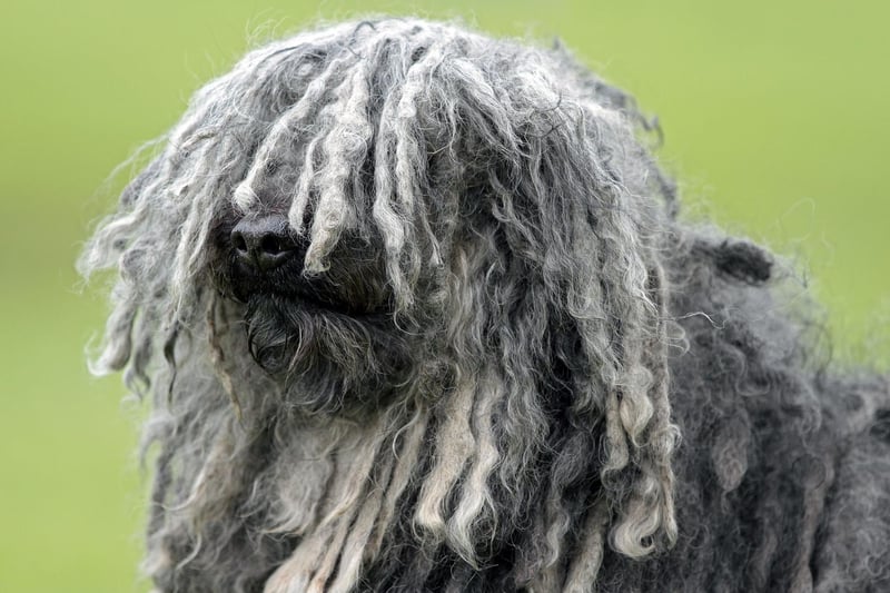 The Puli is a Hungarian herding dog that has a thick corded coat that requires long periods of grooming to prevent its fur from becoming matted. If you are willing to put the time and effort in though, they make wonderful family pets.