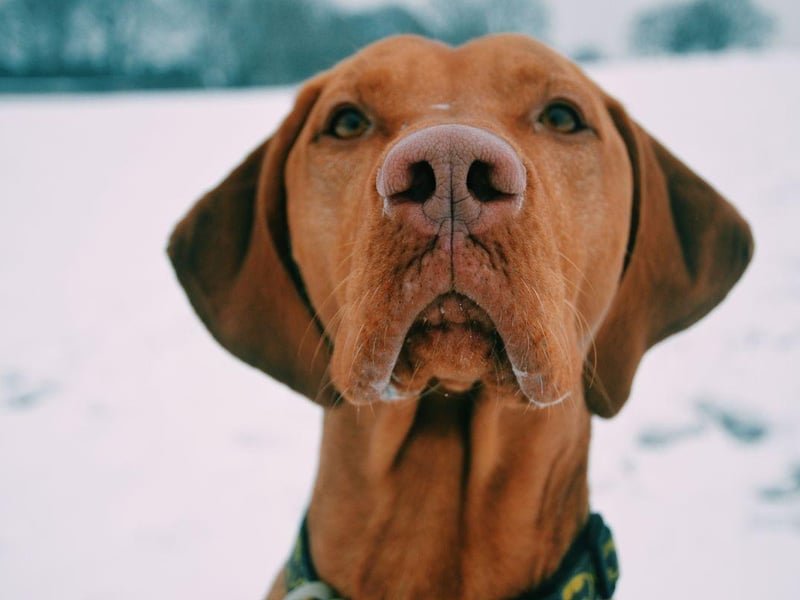 The Hungarian Vizsla comes second in the growing popularity stakes, with a 1,807 increase in registrations since 1997. The Vizsla was originally bred to be used as a retrieving dog for falconers.