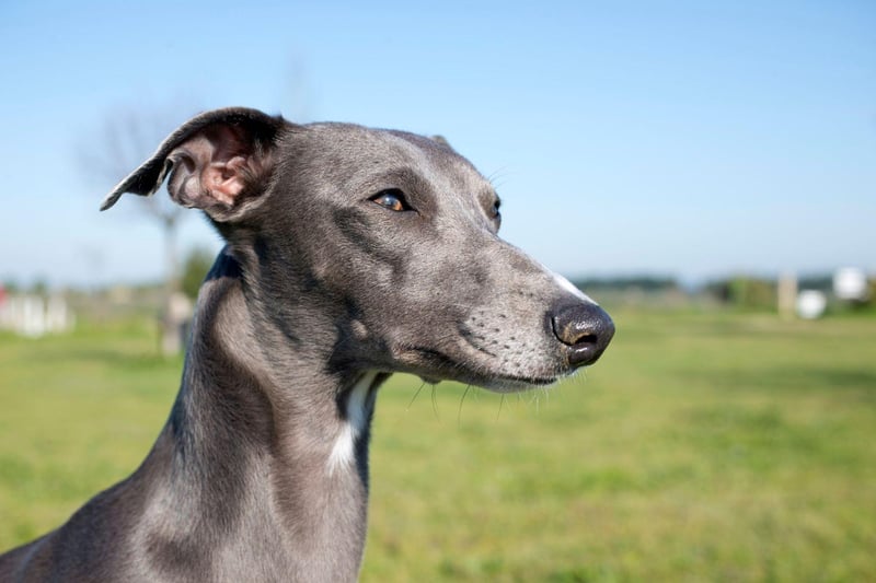 Like the Greyhound, the Whippet makes a loyal and friendly companion. They do need regular exercise - ideally, in a large enclosed area - but are happy to entertain themselves for a few hours and love evenings curled up on the couch.