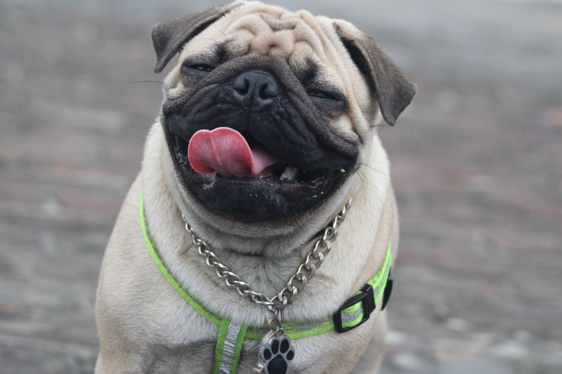 The sixth most common Pug name is Reggie. It's a name of Norman origin, meaning 'ruler'.