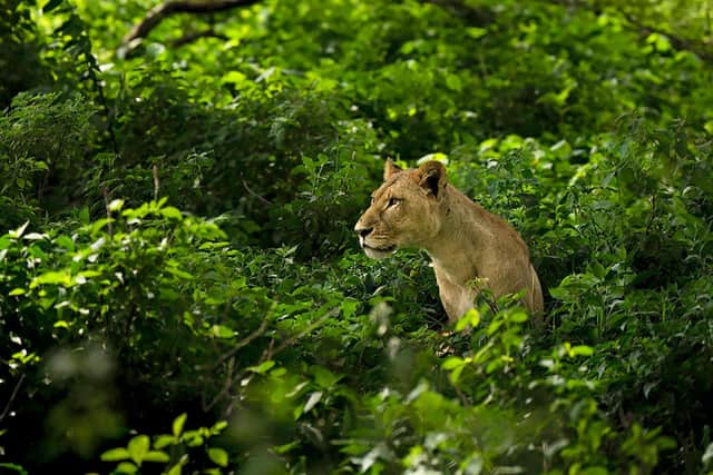 A lioness photographed on the Green Season tour of Kenya with Paul McDougall - Touch The Wild