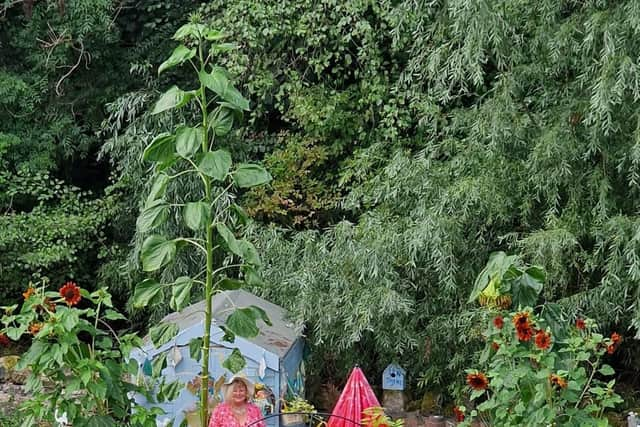 Christine McLachlan of Bo'ness with her sunflowers