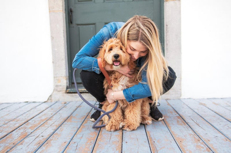 Labradoodles were originally developed to be guide dogs, with the the first planned crosses arranged by the Royal Guide Dogs Association of Australia.