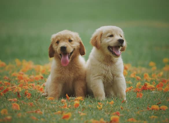 The global pandemic has seen a huge increase in demand for puppies - with certain breeds proving more popular than others.
