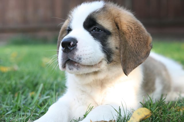 The original canine gentle giant, the Saint Bernard would never want to cause damage. The problem is that they often seem unaware of just how big they are, attempting to walk through gaps between furniture significantly smaller than they are.