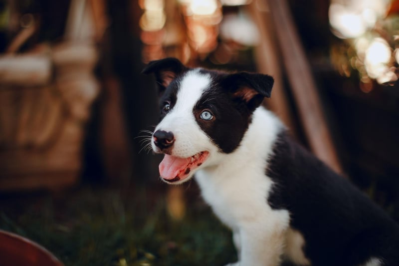 Taking the last podium place for the most common Border Collie names is Max. It's a shortened form of the Latin name Maximilian, meaning 'the greatest'.