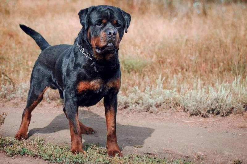 Rottweilers are dogs that benefit hugely from professional training, otherwise they can become too protective of their owner and potentially lash out at strangers. They can be incredibly stubborn at first, but a well-trained Rottie will be one of the best-behaved dogs you could ever meet.