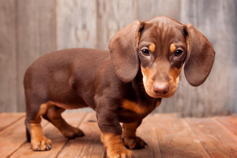 Snoop is another name people love for their adorable sausage dogs. Whether it's because of cartoon dog Snoopy, or rapper Snoop Dogg, it's an adorable name.