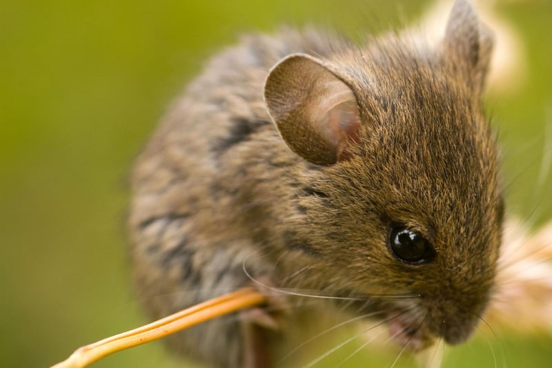 The tale of a "wee, sleekit, cowrin, tim'rous beastie" was apparently inspired by Burns stumbling upon a field mouse's winter nest while ploughing a field. It deals with mortality and mankind’s imposition on nature, with the line "The best-laid schemes o’ mice an’ men, Gang aft agley” used by author John Steinbeck for the title of his 1937 bestseller 'Of Mice and Men'.