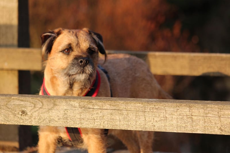 Teddy is the most popular name with Border Terrier owners. It's a shortened version of Edward or Theodore, meaning 'gift of god' or 'rich'. Of course it's probably number one due to the cuddly toy teddy bear, inspired by US President Theodore Roosevelt.