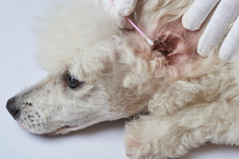 The Poodle (in all its sizes) is the perfect example of how dogs with hairy ears can develop infections. The hair is great for keeping debris out of the ear, but also makes it more difficult for material to exit the ear canal.