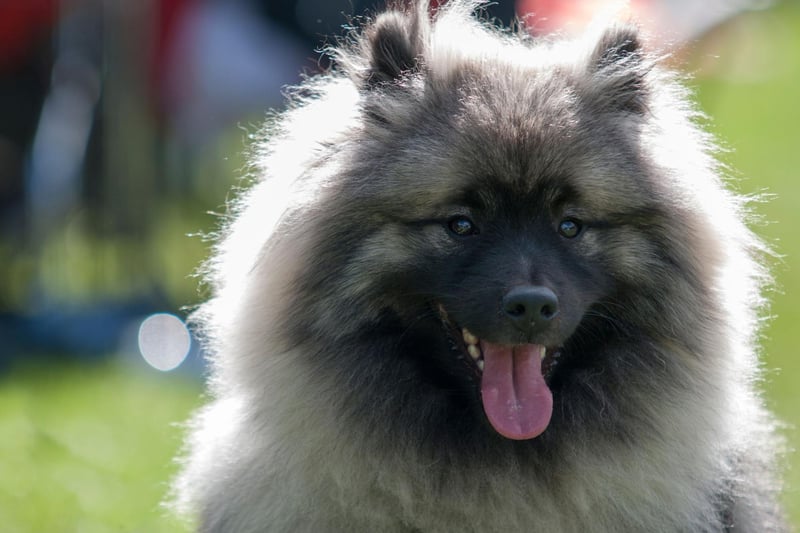 The fluffy Keeshond is both medium-sized and medium energy, with moderate daily exercise enough to keep them in shape. They made great family pets too - getting on well with all ages.