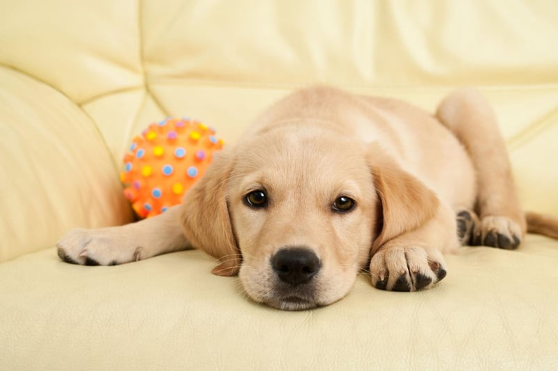 When it comes to the dogs most suited to families with youngsters, there's one particular top dog. Not content with just being the most popular dog in the UK, the Labrador Retriever is also the most child-friendly - thanks to their gentle, loving and outgoing nature.