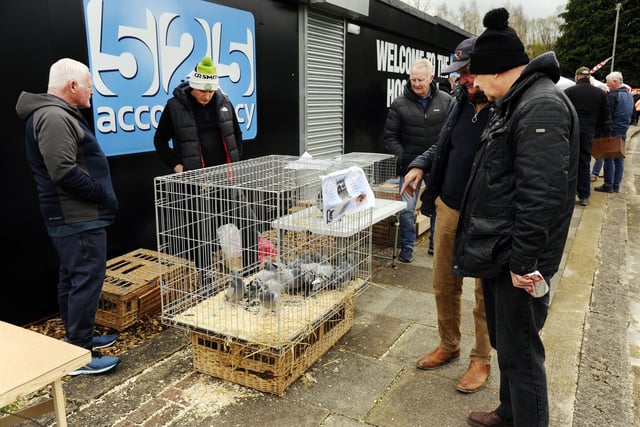 The interested buyers were taking a careful look at these pigeons.