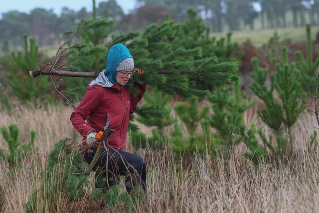 After the work had been done, volunteers would be able to take home an ethical Christmas tree.
