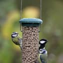 Members of the public are encouraged to take part in the Big Garden Birdwatch each year.  (Pic: RSPB images)
