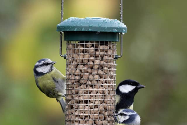 Members of the public are encouraged to take part in the Big Garden Birdwatch each year.  (Pic: RSPB images)