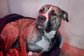 The dog was found wandering alone in and out of traffic on the Avon Gorge road (Picture: Submitted)