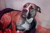 The dog was found wandering alone in and out of traffic on the Avon Gorge road (Picture: Submitted)