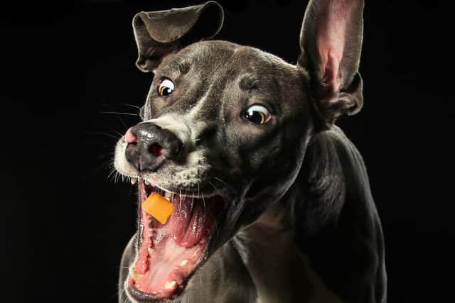 One of the fun photo-shoots planned to raise funds for foodbanks (Pic: Carrie Southerton Dog Photography)