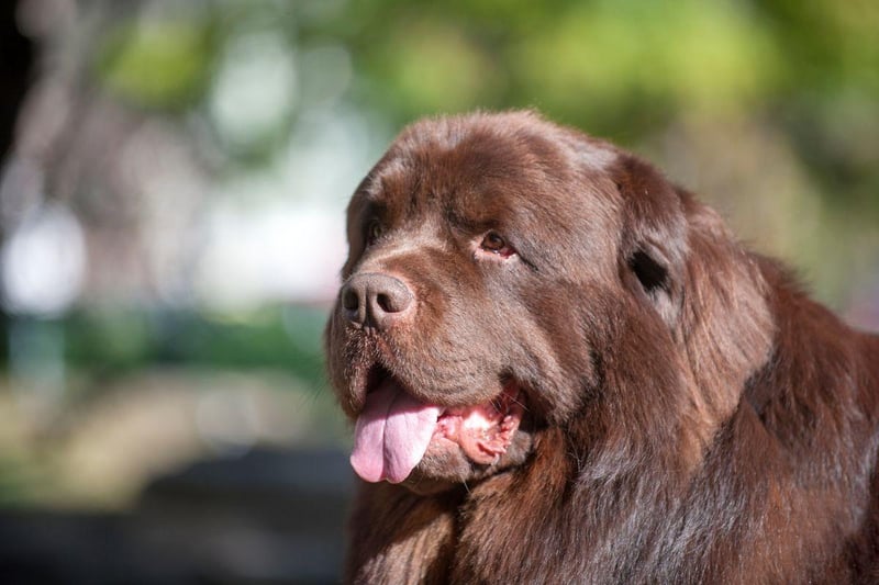 The huge Newfoundland is the very definition of a gentle giant. Their lack of aggression means that they are known as 'nanny dogs' due to their gentle nature and the fact that they get on so well with young children.