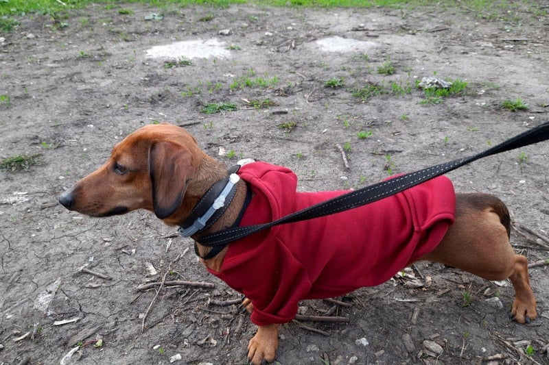 There's a reason why you often see Dachshunds in colourful winter attire - their short coats and tiny stature mean they hate the cold. Their short legs are also pretty unhelpful when it comes to anything more than a light smattering of snow.