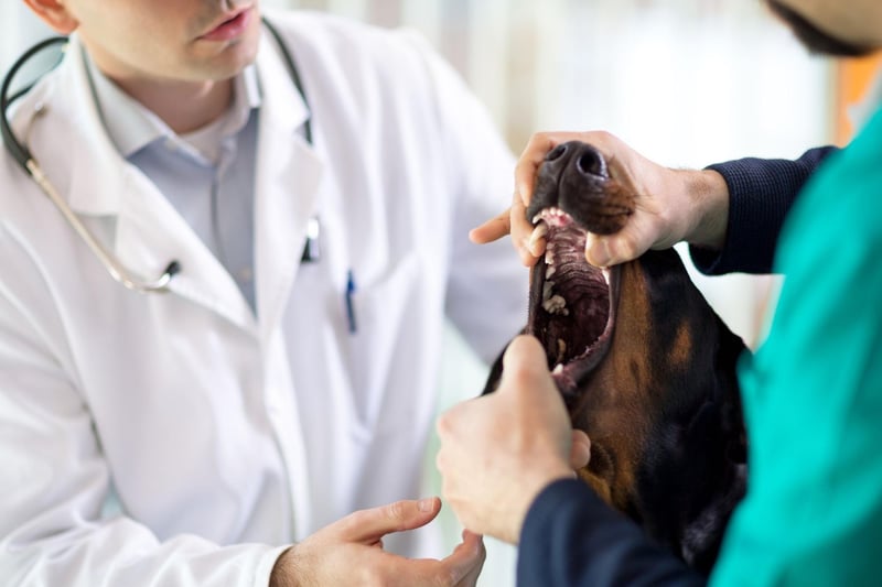 Great Danes are one of a number of dog breeds that tend to develop overgrown or thickened gums due to a condition called gingival hyperplasia. Other dogs affected include Boxers, Mastiffs, Bulldogs and Collies.