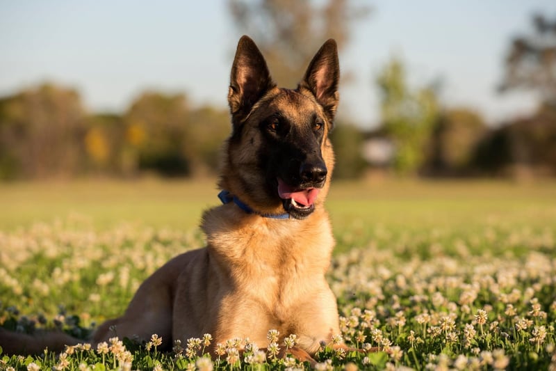 Particularly popular in continental Europe, the Belgian Malinois has bags of energy and stamina for even the longest search. Their sense of smell is so good they can even be trained to sniff out cancer and other illnesses.