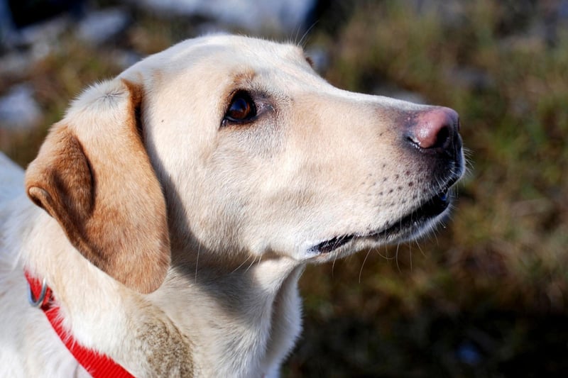 The undisputed king of the moochers, the Labrador Retriever will act like its not been fed for weeks the moment you sit down for a bite.