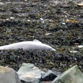 The porpoise was found dead on the beach near the waste water treatment facility on the foreshore to the east of Bo'ness on Friday 5th February, 10am.