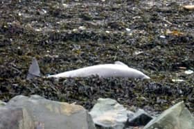 The porpoise was found dead on the beach near the waste water treatment facility on the foreshore to the east of Bo'ness on Friday 5th February, 10am.