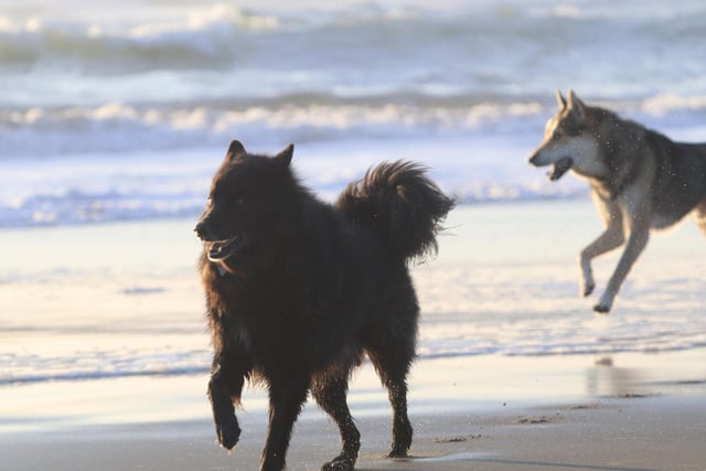 The Swedish Lapphund is descended from the type of dog used by the Sami people to guard and herd their reindeer. With little need for reindeer herding in the UK, it's perhaps not surprising that the breed hasn't had a single registration in the last five years.