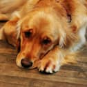 Just like humans, dogs can struggle with their mental health.