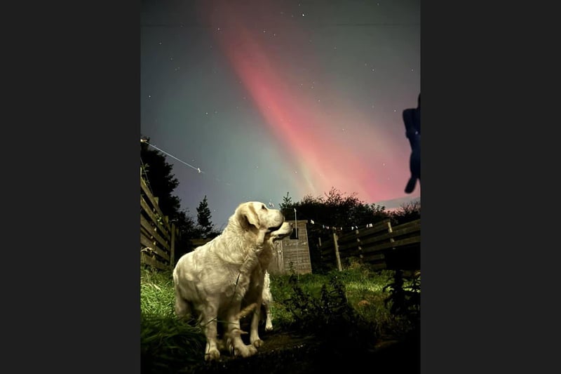 Kimberley Boath dogs watching the light show.