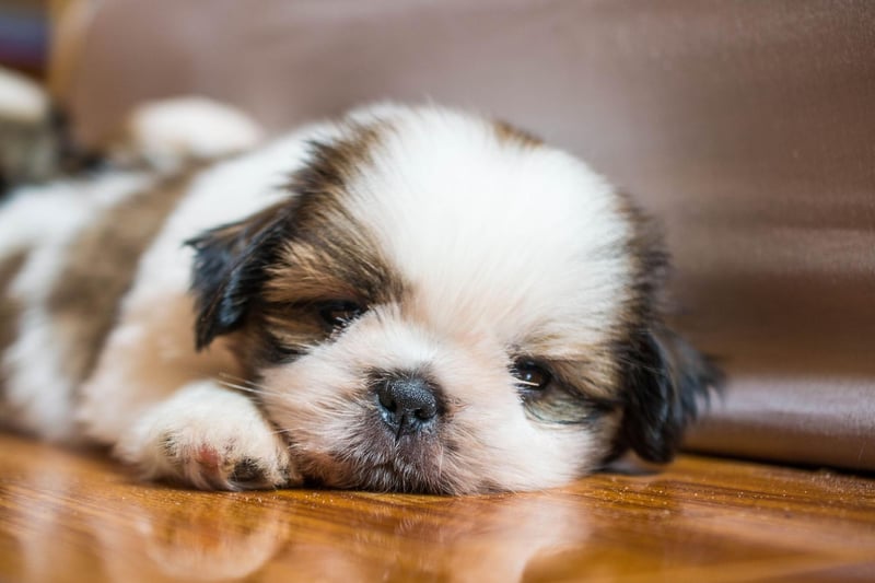 First bred in Tibet by crossing a Pekingese and a Lhaso Apso, the Shih Tzu is now more popular in the UK than both - with 2,337 registered in 2021.