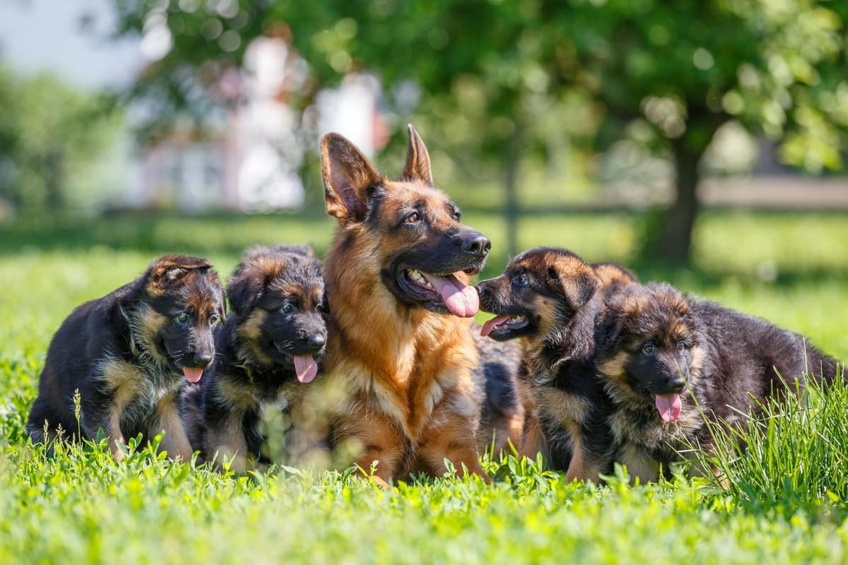 German Shepherd Names 2024: Here are the top 10 puppy names for the ...