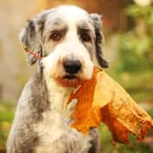 There are a few hazards you should look out for while being out-and-about with your dog this autumn.