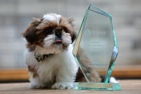 Ten-week-old Alfie is very proud of the award won by his owners