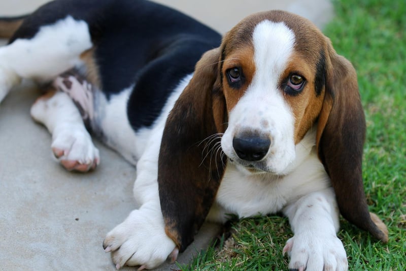 The Basset Hound's diminuative stature has a medical background. It is due to the genetic condition osteochondrodysplasia, which causes abnormal growth of both bone and cartilage.