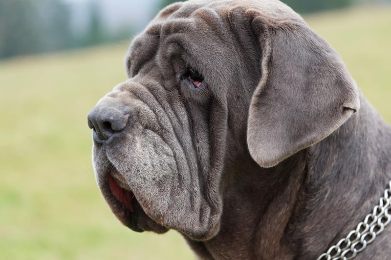 Another breed that is big in both stature and drooling capabilty, the Neapolitan mastiff has very large and droopy jowls, leading to regular slobbering over their beloved owners.