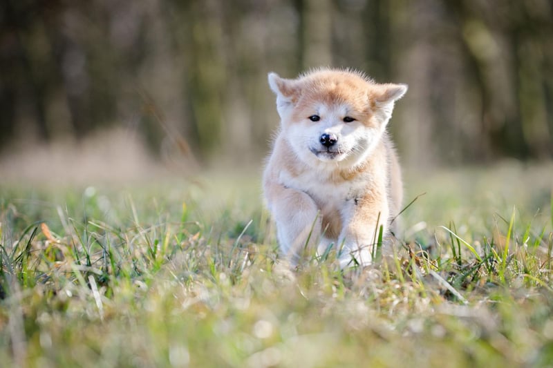 An Akita called Hachiko is Japan's most famous dog - with a story that echoes Scotland's Greyfriars Bobby. In the 1920s Hachiko would walk his commuter owner to the train station each day, then return to the platform to wait for him to return home. After his owner died one day at work, the loyal dog continued to wait patiently every day at the station for 10 years.