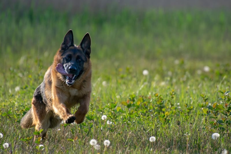 Best Dogs For Running