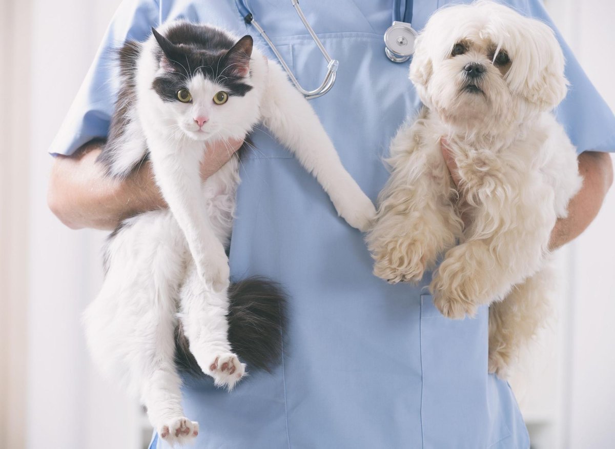 Here are the 10 breeds of dog and cat that cost the most to insure for pet owners