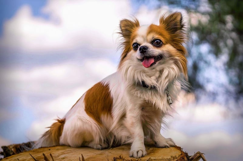 The smallest dog in the world is also one of the most stubborn. The Chihuahua needs plenty of patience - or just an acceptance that stubborness is part of this breed's charm.