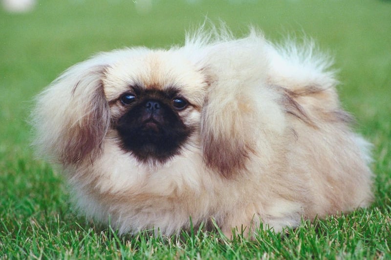 Chinese royalty made great use of the Pekingese's extreme fluffiness - using them as handwarmers in the imperial court.