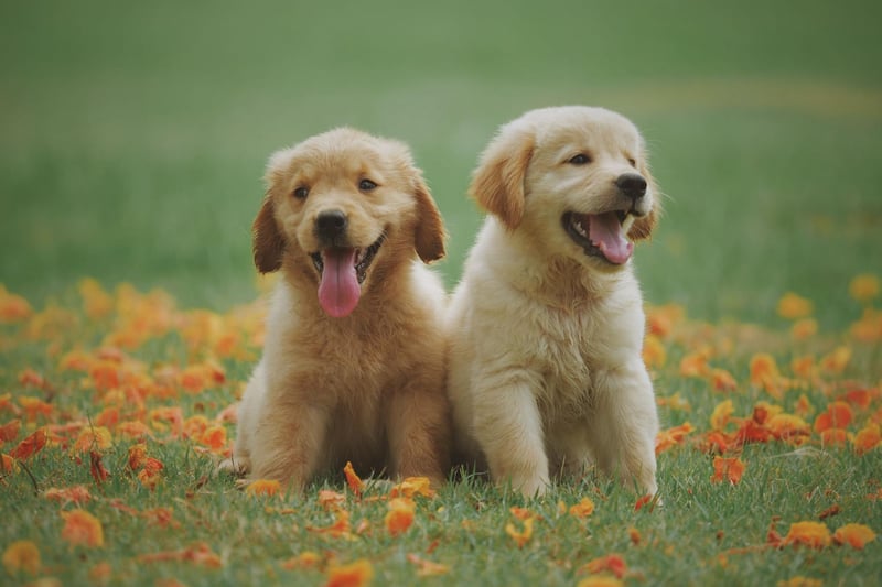 There are numerous reasons that the Labrador Retriever is the world's most popular dog - and one of them is that a Lab pup is unlikley to soil your carpet more than a handful of times before learning to ask to be let out into the garden.